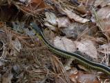 Snake in the Fells