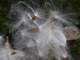 Milkweed Seeds