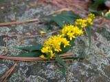 Flowers on a Rock