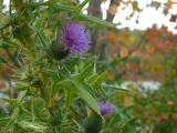 Thistle in Autumn