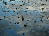 Clouds and Lilypads