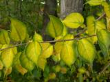 Yellow Vines