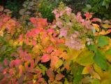 Bright Autumn Garden