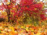 Southington Autumn