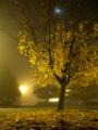 Moon over Fallen Leaves