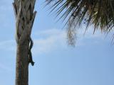Squirrel on Palm Tree