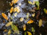 Leaves in the Water