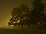 Pair of Trees in the Fog