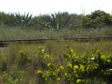 Beachside Railroad