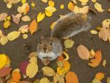 November Squirrel