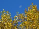 Moon on an Autumn Morning