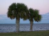 Two Palm Trees at Dusk