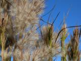 Seed Heads Against a Blue Sky