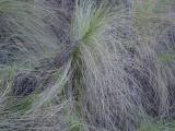 South Carolina Grasses