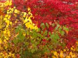 Tricolored Trees