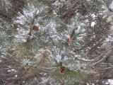 Cones, Branches and Snow