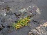 Grass, Rocks and River