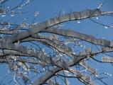 Icy Branches