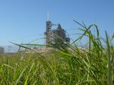 Grasses at Launch Pad 39-A