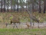 Family of Sandhill Cranes