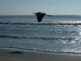 Blue Heron in Flight