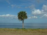 Palm on the Causeway