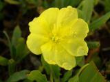 Yellow Flower with Raindrops