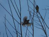 Sparrow in Flight