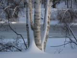 Birch in the Snow