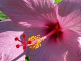 Melbourne Hibiscus