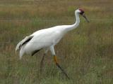 Whooping Crane