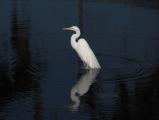 Egret Morning