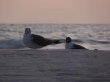 Two Birds on the Beach