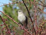 Northern Mockingbird