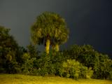 Tree in the Night