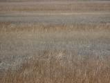 Layers of Grasses
