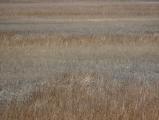 Layers of Grasses