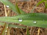 Titusville Dewdrops