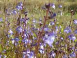 Sea of Purple Flowers