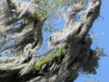 Blowing Spanish Moss