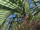 Robin in a Palm Tree