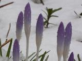 Crocus Spires in the Snow