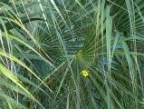 Fronds and Flowers