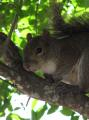 Eau Gallie Squirrel