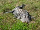 Alligator in the Grass