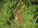 Red Seed Pod