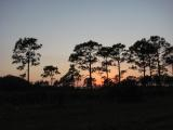 Pines after Sunset