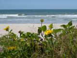 Flowers on the Beach