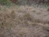 Dry Grasses