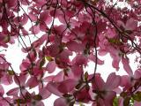 May Blossoms